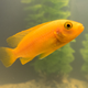 Image for article titled A Same-Day Delivery Startup Brought Me a Fish We Both Assumed Would Die